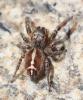 Pellenes tripunctatus